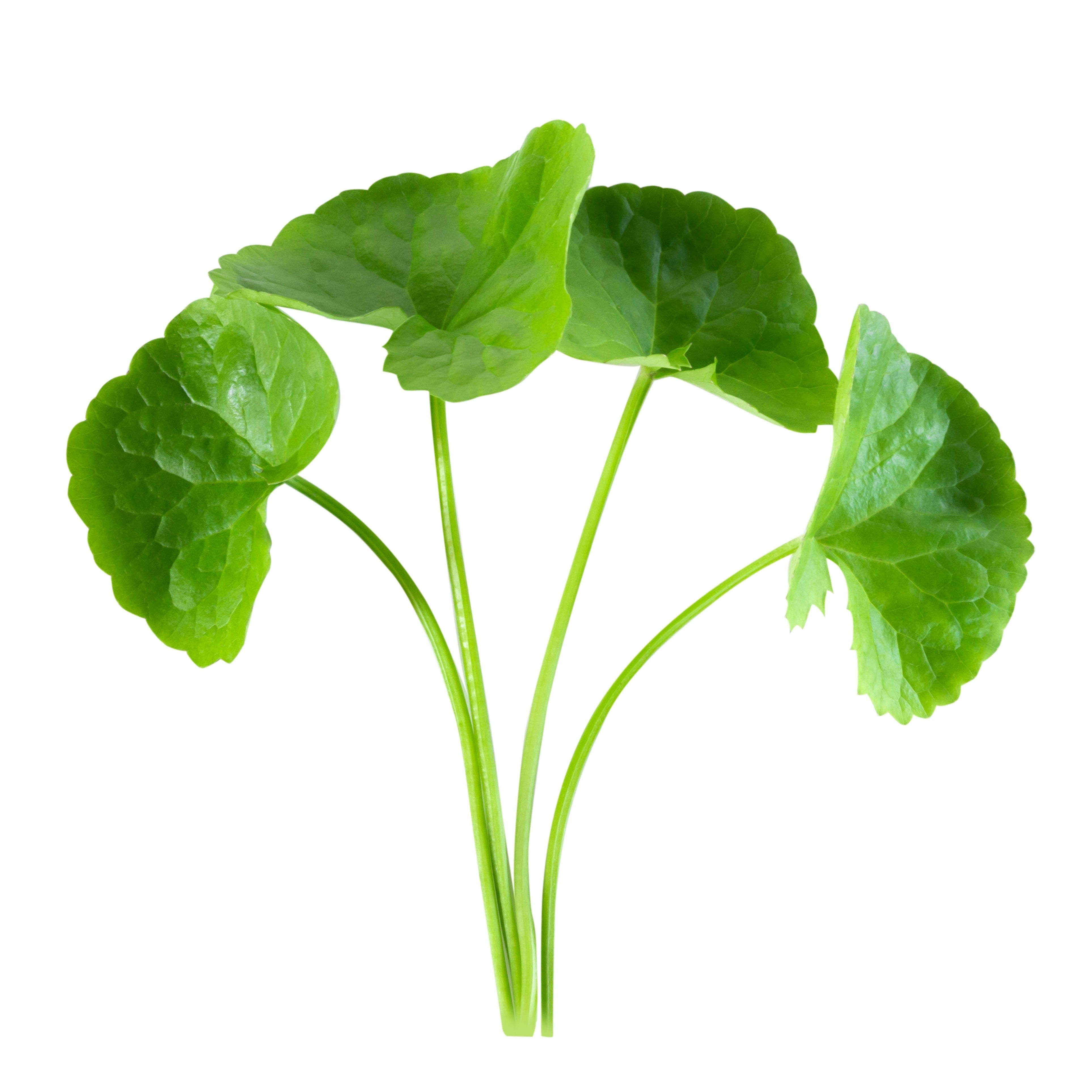 24262dfe9a5a3d52f2ba240b491e5fcd.jpg?v=1771576555